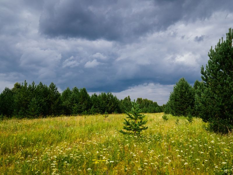 Acreage Clearing in Salt Lake City, UT