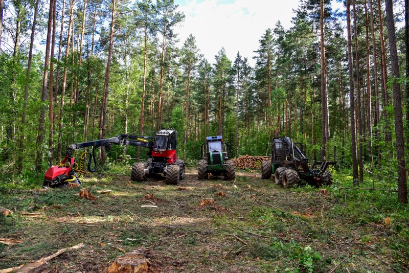 Forestry Clearing in Katy, TX