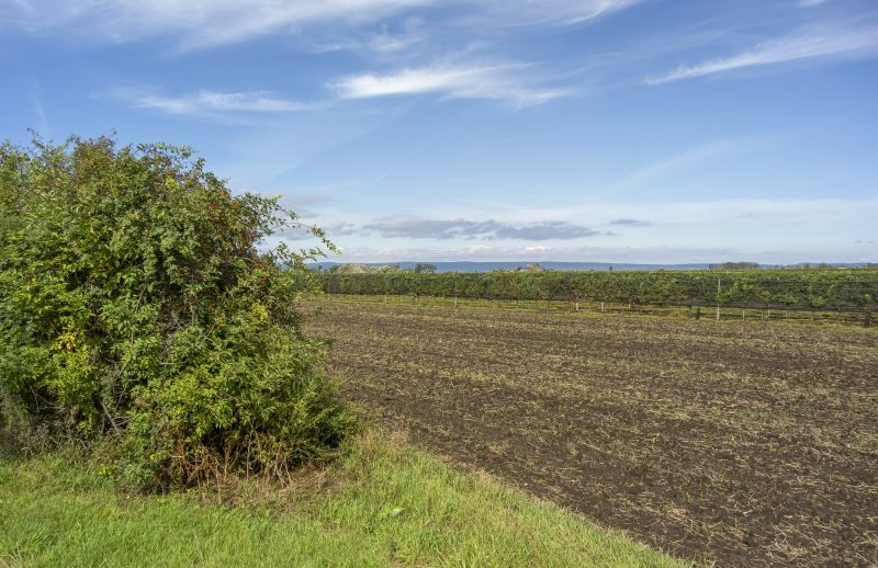 Pasture Clearing in Houston, TX