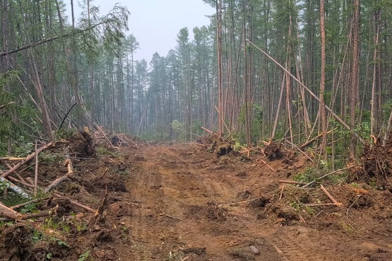 Trees Clearing in Marietta, GA
