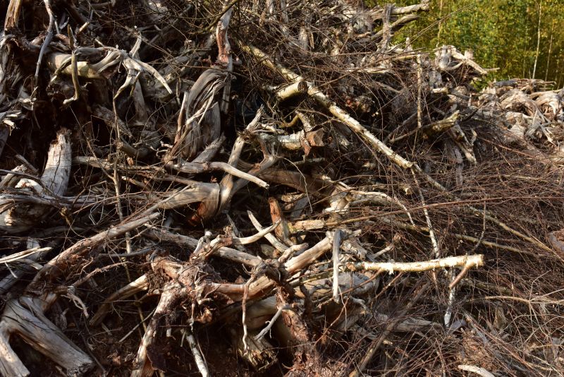 Undergrowth Removal in Katy, TX